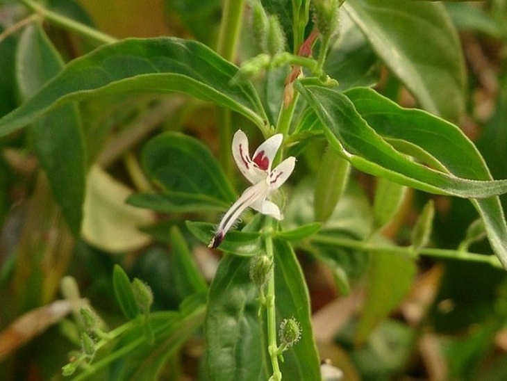 Xuyên tâm liên